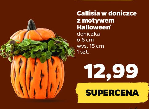 Callisia w doniczce halloween 6 cm promocja