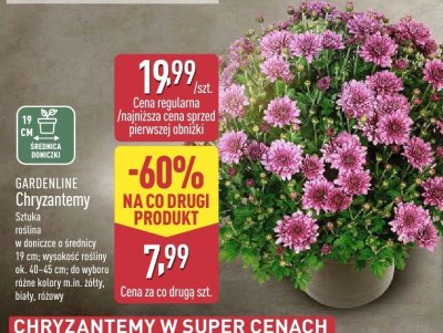 Chryzantemy Gardenline  promocja w Aldi