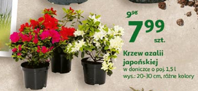 Azalia japo艅ska w donicy 1.5 l wys. 20-30 cm promocja