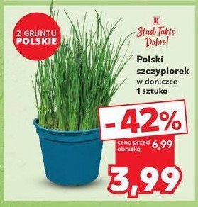 Szczypiorek doniczka promocja w Kaufland