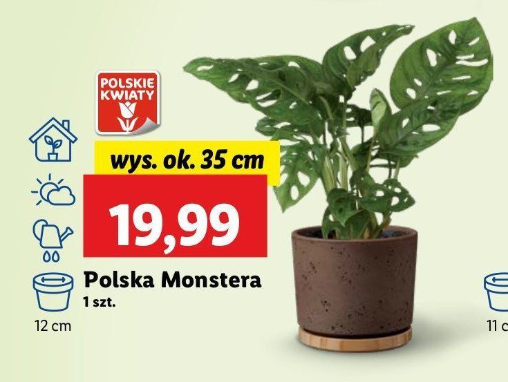 Monstera 35 cm promocja w Lidl