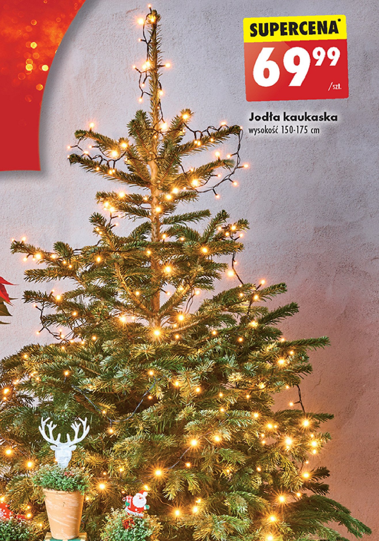 Jod艂a kaukaska 150-175 cm promocja