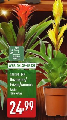 Guzmania wys. ok. 35-55 cm promocja w Aldi