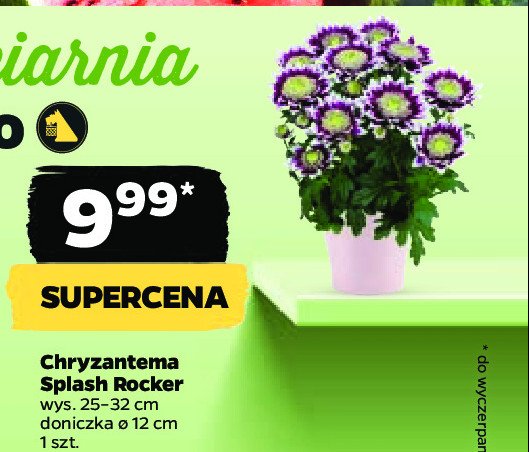 Chryzantema splash rocker don. 12 cm promocja