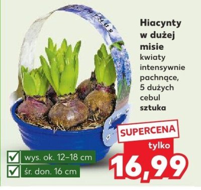 Hiacynty w dużej misie  promocja w Kaufland