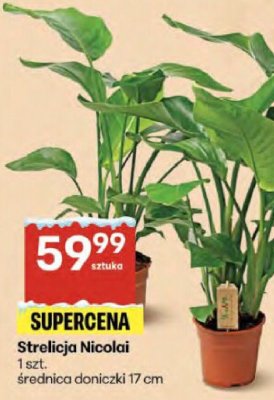 Strelicja Nicolai promocja w Delikatesy Centrum