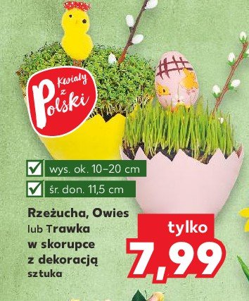 Trawka wielkanocna w skorupce z dekoracj膮 10.5 cm promocja