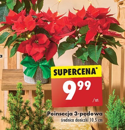 Poisencja 3-pędowa promocja w Biedronka