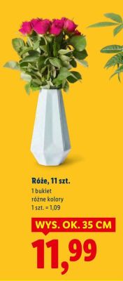 Róże, 11 szt. promocja w Lidl