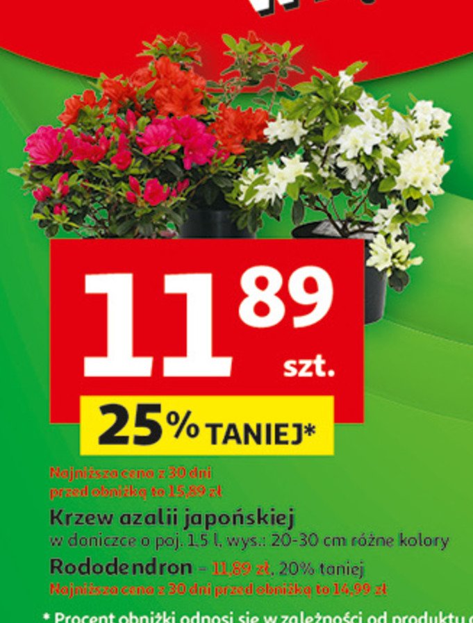 Krzew azalii japońskiej 1.5 l promocja w Auchan