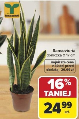Sansevieria doniczkowa Ø 17 cm promocja w Carrefour