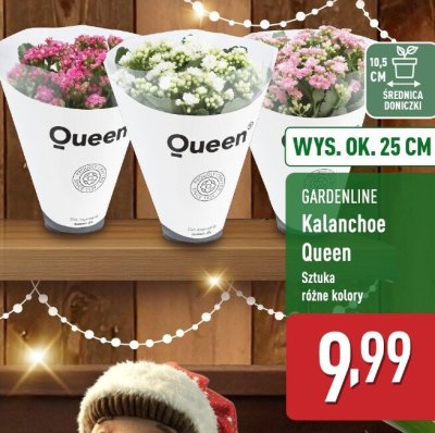 Kalanchoe promocja w Aldi