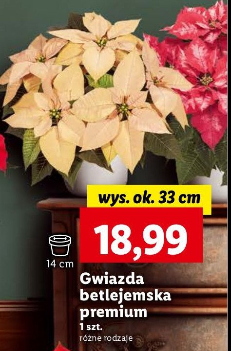 Gwiazda betlejemska premium promocja