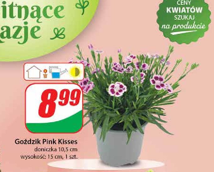 Goździk pink kisses 10.5 cm promocja