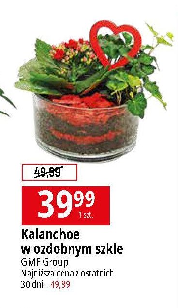 Kalanchoe w szkle 15 cm Gmf group promocja
