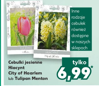 Cebulki tulipan menton promocja