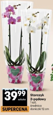 Storczyk 2-pędowy 1 szt. średnica doniczki 12 cm promocja w Delikatesy Centrum