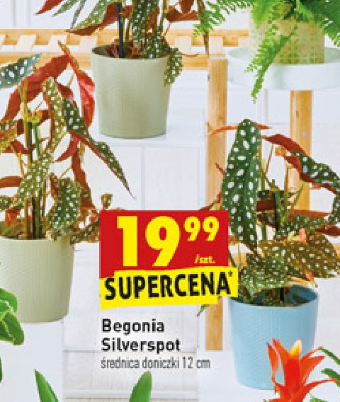 Begonia silver spot promocja