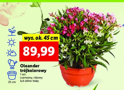 Oleander drzewko wys. 45 cm promocja