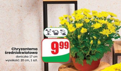 Chryzantema średniokwiatowa doniczka 17 cm  promocja w Dino