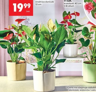 Anturium promocja w Biedronka