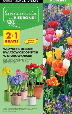 Tulipan promocja w Biedronka