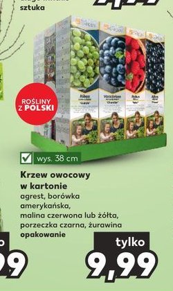 Krzewy malina czerwona promocja