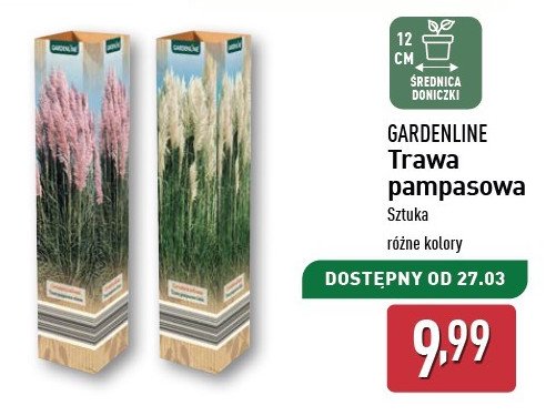 Trawa pampasowa GARDEN LINE promocja w Aldi