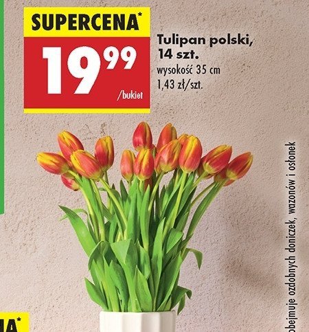 Tulipany 35 cm promocja w Biedronka