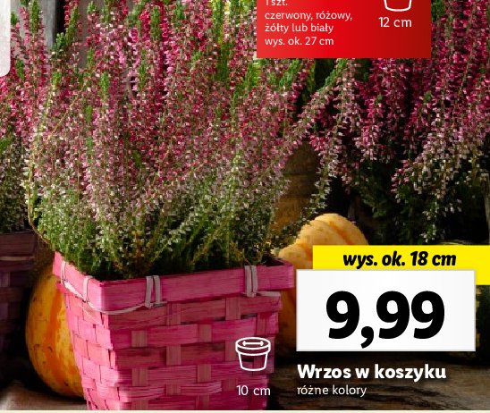 Wrzos w koszyku r贸zowy promocja