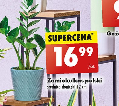 Zamiokulkas 12 cm promocja w Biedronka