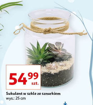 Sukulent w szkle promocja