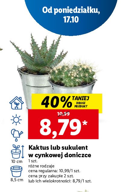 Sukulent 10 cm promocja