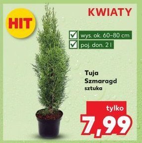 Tuja szmaragd promocja