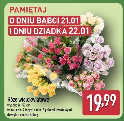 Róże wielokwiatowe promocja w Aldi