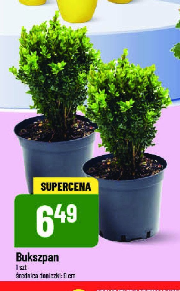 Bukszpan promocja