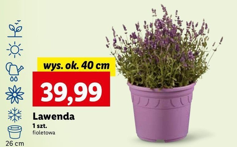 Lawenda wys. 40 cm promocja