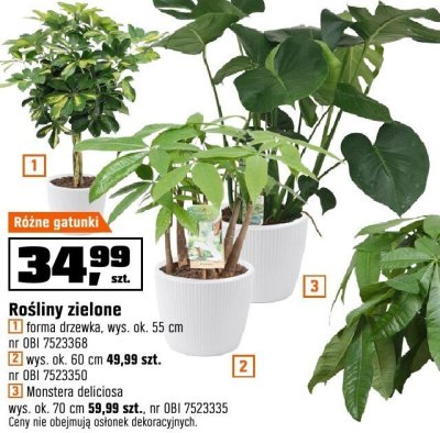 Roślina Monstera deliciosa wys. ok. 70 cm promocja w OBI
