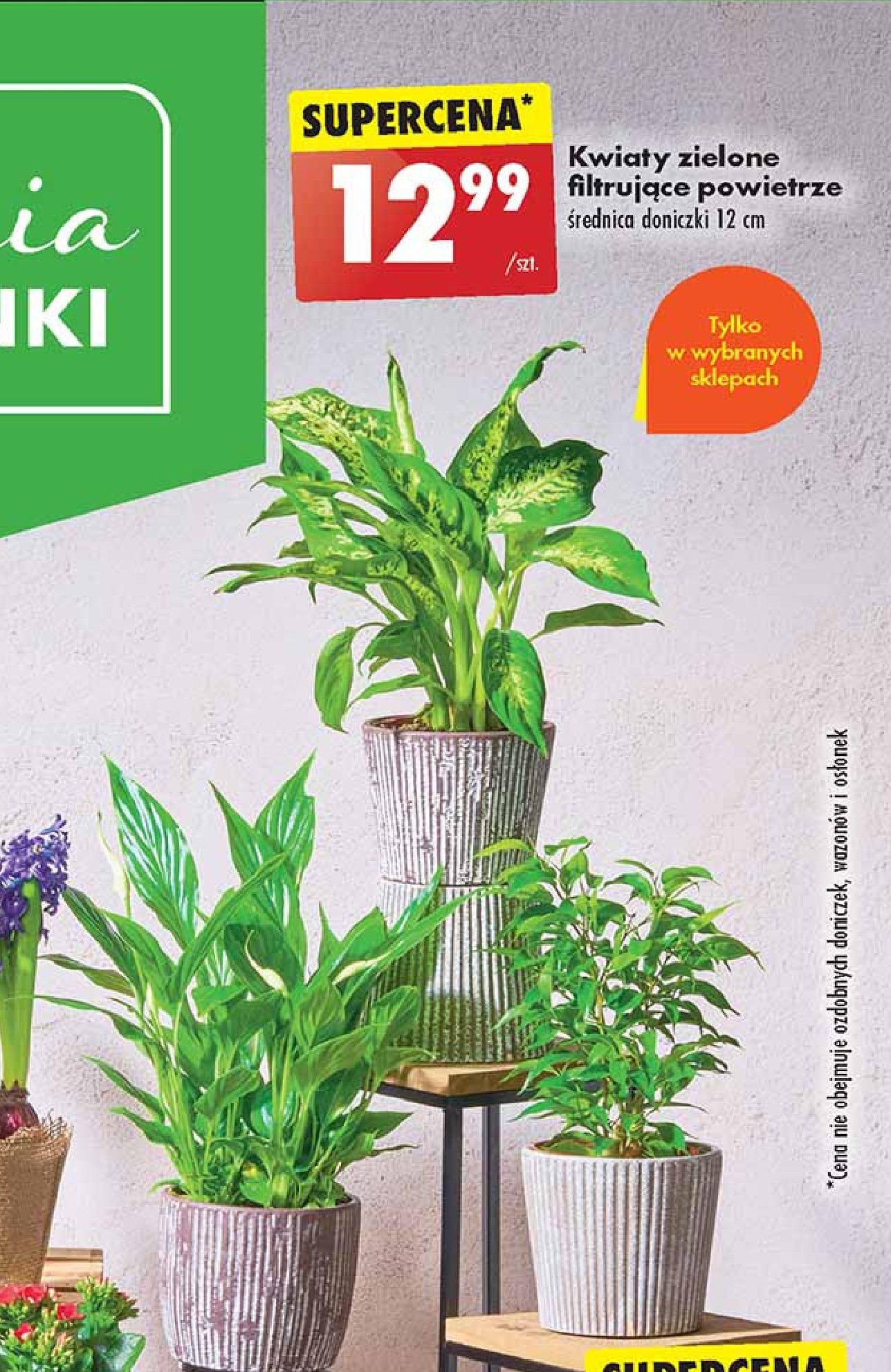 Kwiaty zielone filtrujące powietrze śr. don. 12 cm promocja w Biedronka