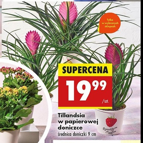 Tillandsia promocja