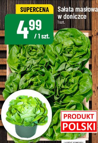 Sałata masłowa w doniczce promocja w POLOmarket