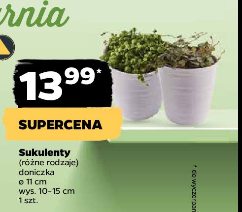 Sukulent w doniczce 11 cm promocja