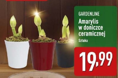 Amaryllis w doniczce ceramicznej  promocja w Aldi