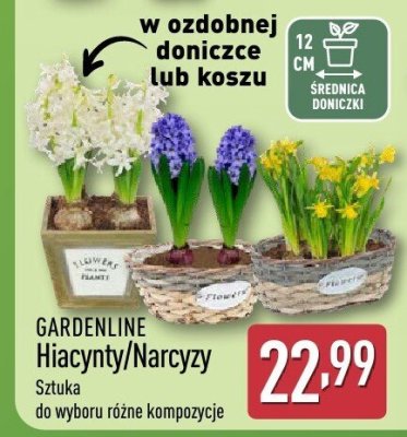 Hiacynty/Narcyzy Gardenline Sztuka do wyboru różne kompozycje promocja w Aldi