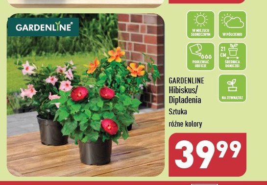Hibiskus don. śr. 21 cm promocja