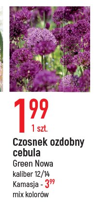 Cebula kamasja promocja
