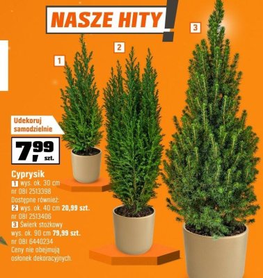 Cyprysik wys. ok. 30 cm promocja w OBI