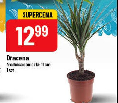 Dracena don. 11 cm promocja
