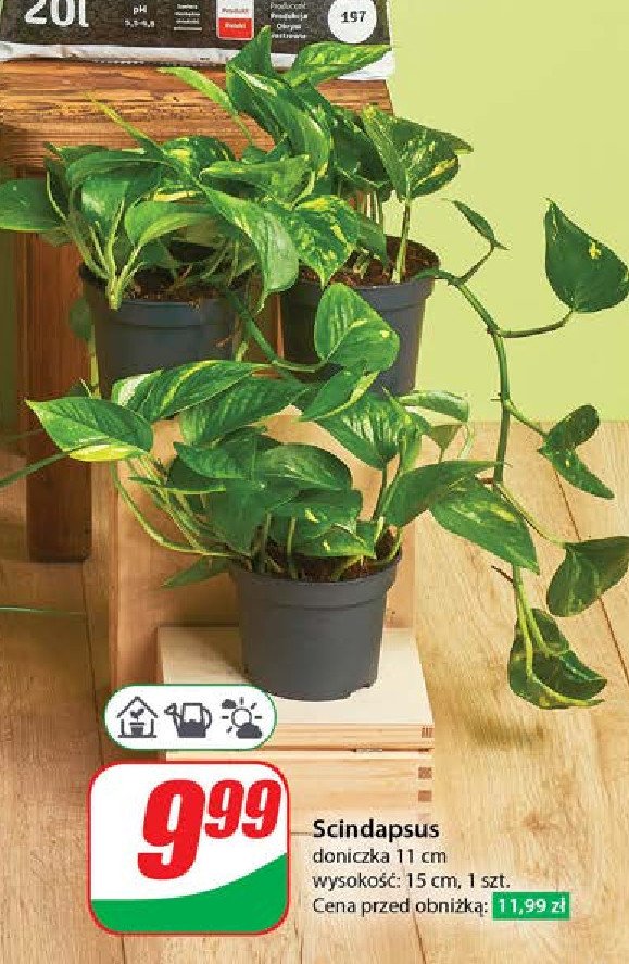 Scindapsus promocja