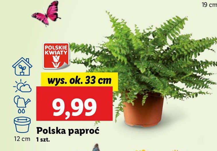 Paproć promocja